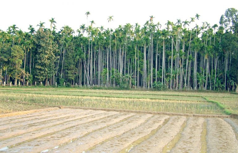 projekte-lotuslifestiftung-umweltschutz-biodiversity-srilanka12