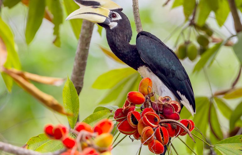 projekte-lotuslifestiftung-umweltschutz-biodiversity-srilanka4