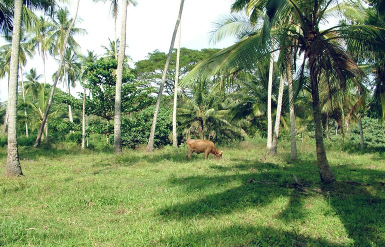 projekte-lotuslifestiftung-umweltschutz-biodiversity-srilanka8