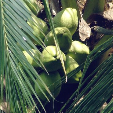 projekte-lotuslifestiftung-umweltschutz-biodiversity-srilanka11