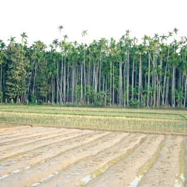 projekte-lotuslifestiftung-umweltschutz-biodiversity-srilanka12